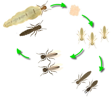Cycle biollogique des termites