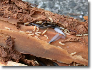 dégats des termites sur du bois
